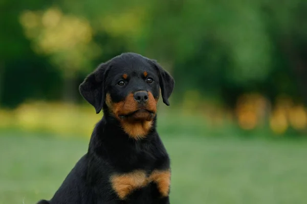 Rottweiler Kutya Természetben Egy Kiskutya Portréja Füvön Háziállat Parkban — Stock Fotó