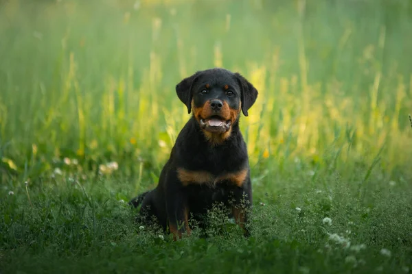 Rottweiler Kutya Természetben Egy Kiskutya Portréja Füvön Háziállat Parkban — Stock Fotó