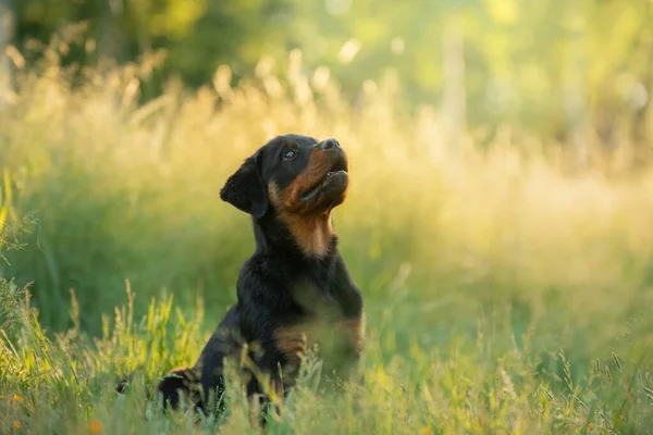 Rottweiler Hond Natuur Portret Van Een Pup Het Gras Huisdier — Stockfoto