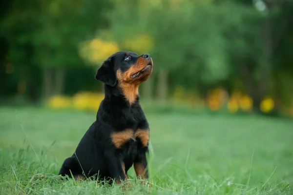 Doğada Rottweiler Köpeği Çimlerin Üzerindeki Bir Köpek Yavrusunun Portresi Parktaki — Stok fotoğraf