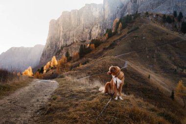 Sonbahar dağlarında bir köpek. Dolomite Alplerinde Nova Scotia Duck Tolling Retriever. İtalyan manzarası. Evcil bir hayvanla yürüyüş.