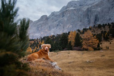 Sonbahar dağlarında bir köpek. Dolomite Alplerinde Nova Scotia Duck Tolling Retriever. İtalyan manzarası. Evcil bir hayvanla yürüyüş.