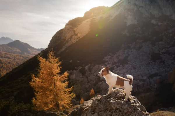 Hund Den Herbstlichen Bergen Jack Russell Terrier Den Dolomiten Alpen — Stockfoto
