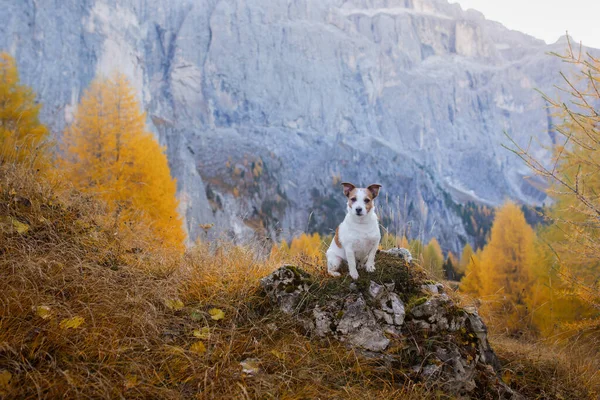 Perro Las Montañas Otoño Jack Russell Terrier Dolomitas Alpes Paisaje — Foto de Stock
