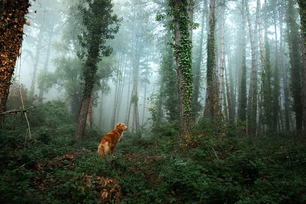 Cão Floresta Nebulosa Nova Escócia Duck Tolling Retriever Natureza Animal — Fotografia de Stock