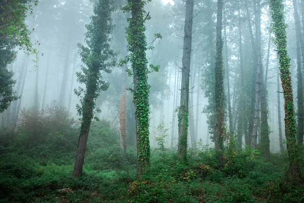 Floresta Nebulosa Fabulosa Paisagem Com Árvores Verdes Humor Verão — Fotografia de Stock