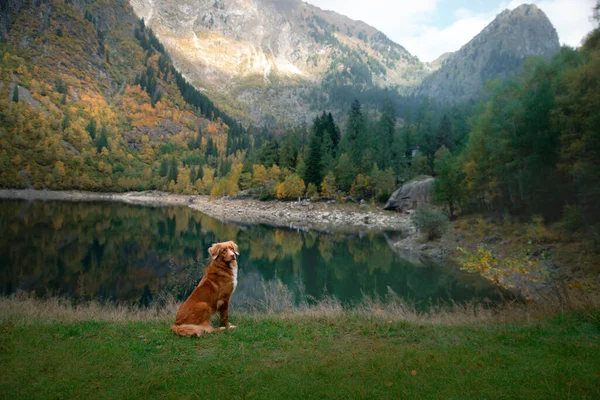 Dog Mountain Lake Autumn Traveling Pet Red Nova Scotia Duck — Stock Photo, Image