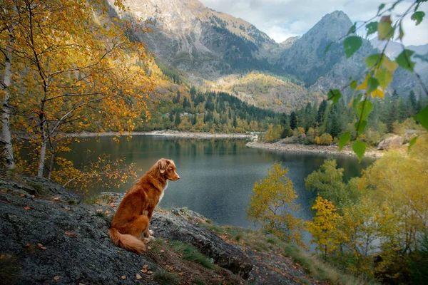 Dog Mountain Lake Autumn Traveling Pet Red Nova Scotia Duck — Stock Photo, Image