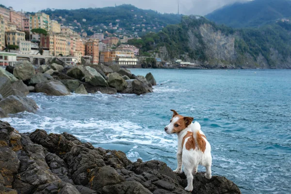 dog on the sea. Jack Russell Terrier stands on a stone and looks at the water. Italy, promenade, beach