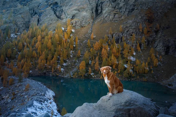 Hund Den Herbstlichen Bergen Blauer See Nova Scotia Duck Tolling — Stockfoto