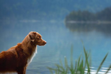 Dağ gölündeki bir köpek. Nova Scotia Duck Tolling Retriever suda. Bir evcil hayvanla seyahat et