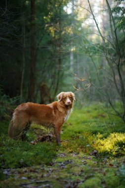 Yeşil ormandaki köpek. Nova Scotia Duck Tolling Retriever ağaçların arasında. güneş ışığı
