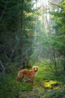 Yeşil ormandaki köpek. Nova Scotia Duck Tolling Retriever ağaçların arasında. güneş ışığı