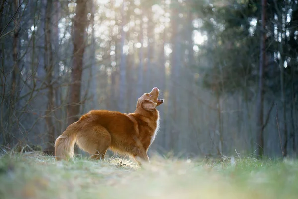 Yeşil ormandaki köpek. Nova Scotia Duck Tolling Retriever ağaçların arasında. güneş ışığı
