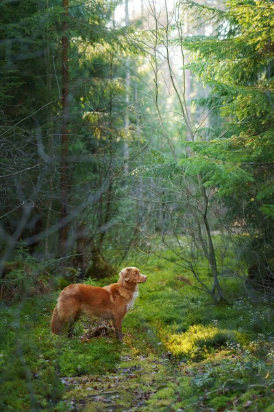 Yeşil ormandaki köpek. Nova Scotia Duck Tolling Retriever ağaçların arasında. güneş ışığı