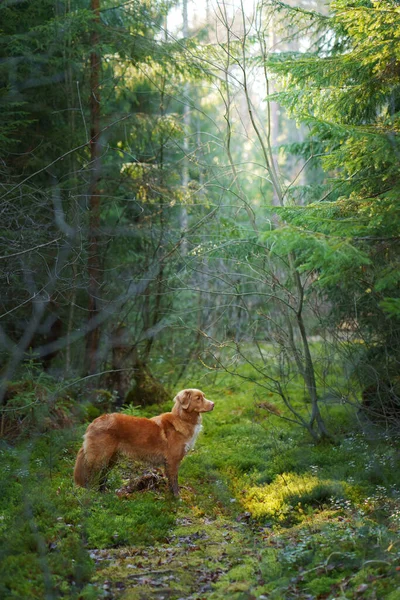 Pes Zeleném Lese Nova Scotia Duck Tolling Retrívr Přírodě Mezi — Stock fotografie