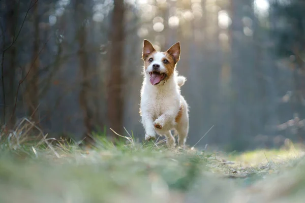 Perro Bosque Divertido Jack Russell Terrier Mascotas Paseo Por Naturaleza — Foto de Stock