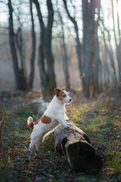 Cão Floresta Jack Russell Terrier Engraçado Passeio Animais Natureza — Fotografia de Stock