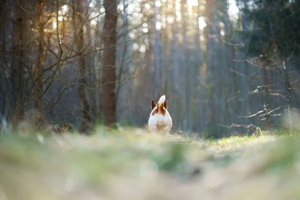 Hond Het Bos Grappige Jack Russell Terrier Huisdierwandeling Natuur — Stockfoto
