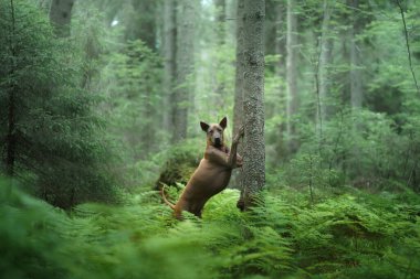 Ormandaki köpek. Kızıl saçlı Tayland Sırtı doğası. Köpekli orman manzarası