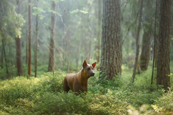 Hund Skogen Rödhårig Thai Ridgeback Naturen Skogslandskap Med Hund — Stockfoto