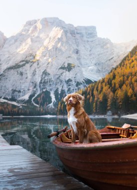  Köpek Nova Scotia Duck Tolling Retriever teknede. Mountain Lake Braies 'de. Tekne istasyonu. Bir evcil hayvanla sabah manzarası
