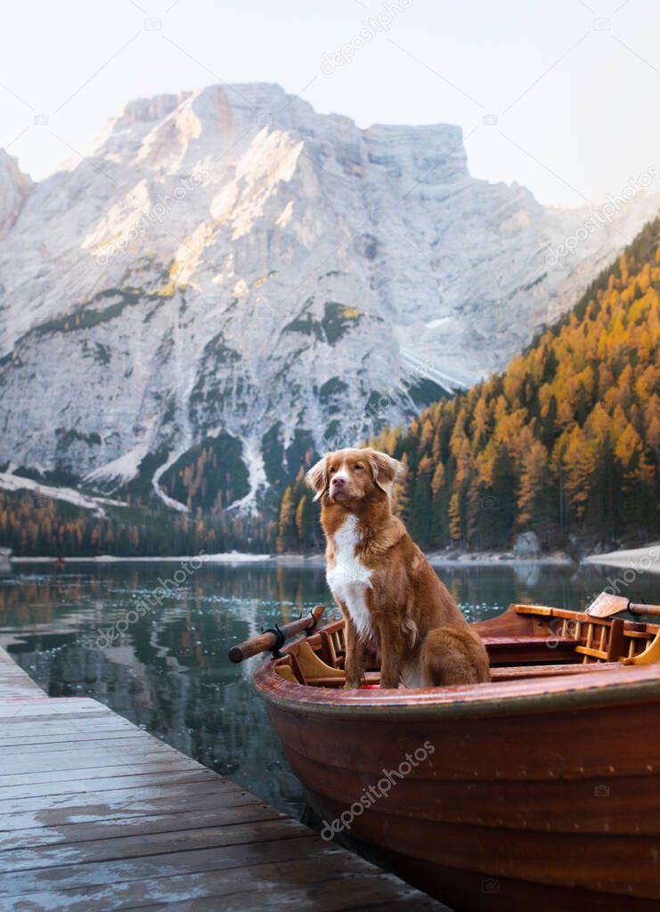  dog Nova Scotia Duck Tolling Retriever in boat. Mountain Lake Braies. boat station. Morning landscape with a pet