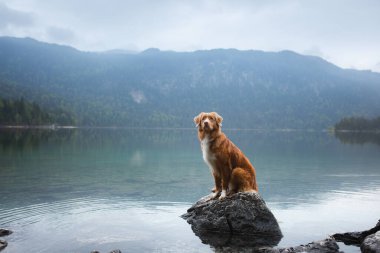Dağ gölündeki bir köpek. Nova Scotia Duck Tolling Retriever suda. Bir evcil hayvanla seyahat et