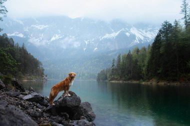 Dağ gölündeki bir köpek. Nova Scotia Duck Tolling Retriever suda. Bir evcil hayvanla seyahat et