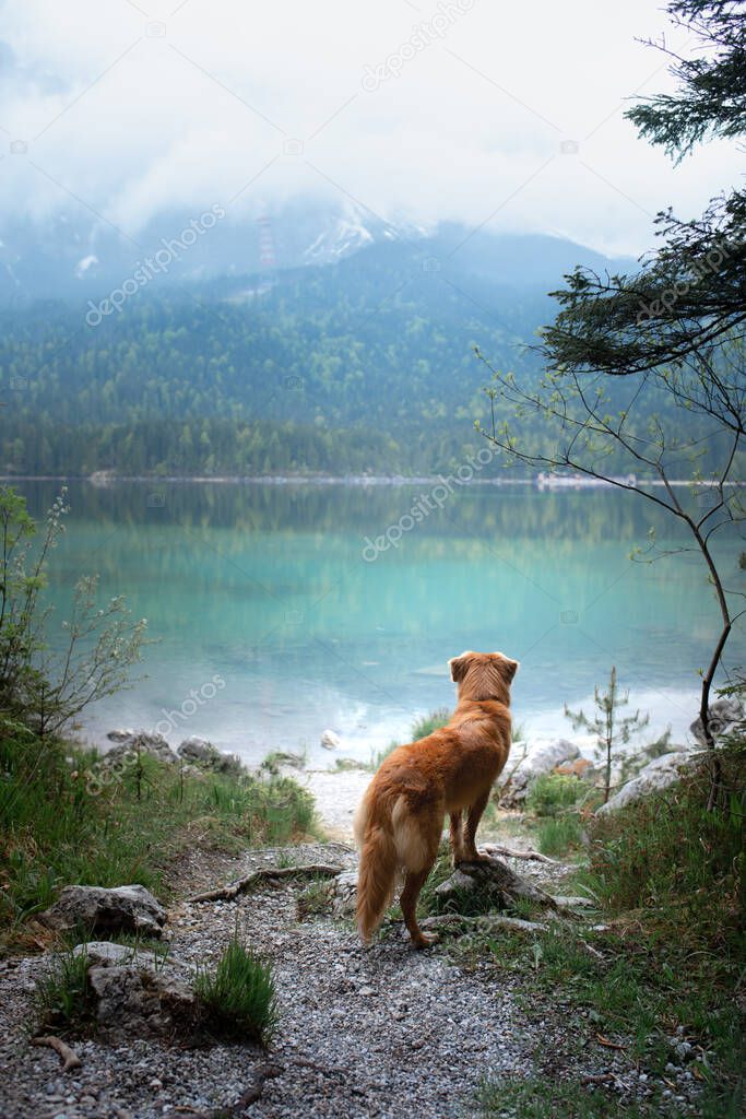 dog on a mountain lake . Nova Scotia Duck Tolling Retriever in water. travel with a pet