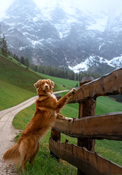 Hund Dalen Nova Scotia Duck Tolling Retriever Bergen Resa Med — Stockfoto