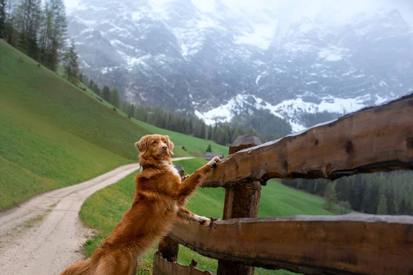 Vadideki Köpek Nova Scotia Duck Tolling Retriever Dağlarda Bir Evcil — Stok fotoğraf