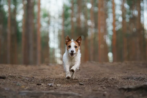 Kırmızı Beyaz Köpek Bir Çam Ormanında Koşar Biraz Aktif Jack — Stok fotoğraf