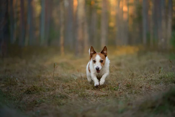 Czerwony Biały Pies Biegnie Sosnowym Lesie Mało Aktywny Jack Russell — Zdjęcie stockowe