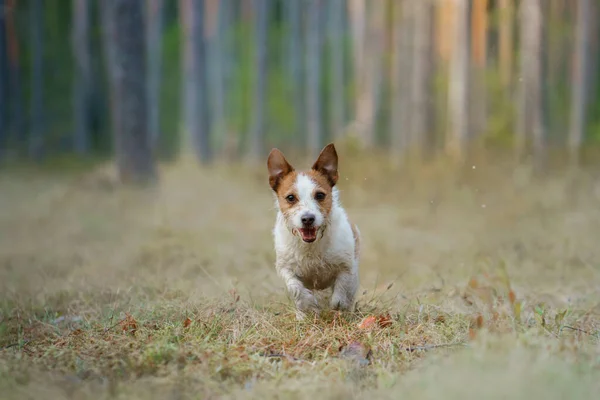 Cane Rosso Bianco Corre Una Pineta Piccolo Jack Attivo Russell — Foto Stock