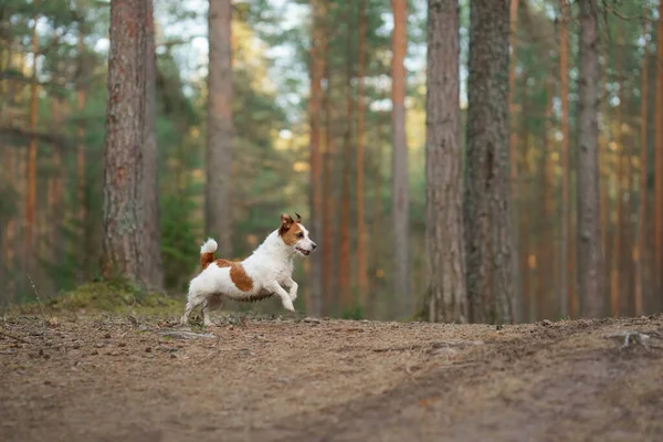 Röd Och Vit Hund Löper Tallskog Liten Aktiv Jack Russell — Stockfoto