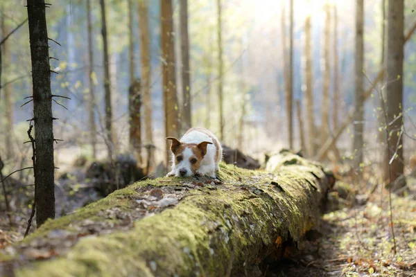 Cão Floresta Jack Russell Terrier Pôs Patas Cabeça Num Tronco — Fotografia de Stock