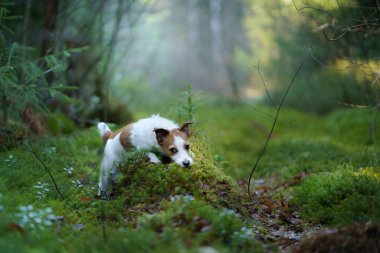 Ormandaki köpek. Küçük Jack Russell Terrier. Doğada hayvan yürüyüşü