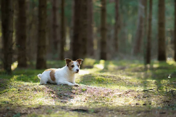 Hund Skogen Liten Jack Russell Terrier Djurvandring Naturen — Stockfoto