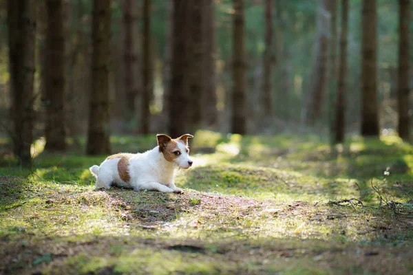 Cão Floresta Pequeno Jack Russell Terrier Passeio Animais Natureza — Fotografia de Stock