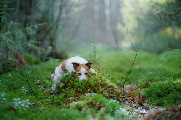Pes Lese Malý Jack Russell Terrier Pet Walk Nature — Stock fotografie