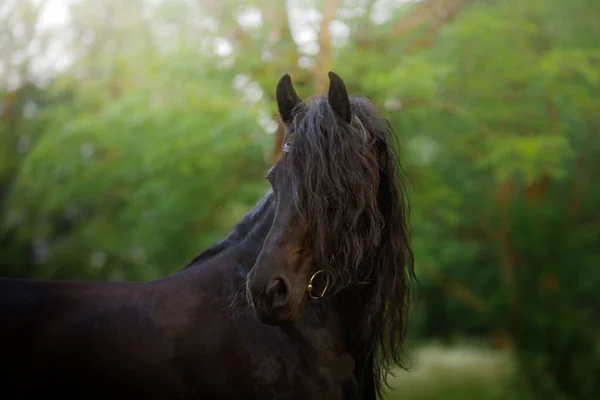 Paard Bij Zonsondergang Mooie Zwarte Fries Het Veld Zon — Stockfoto