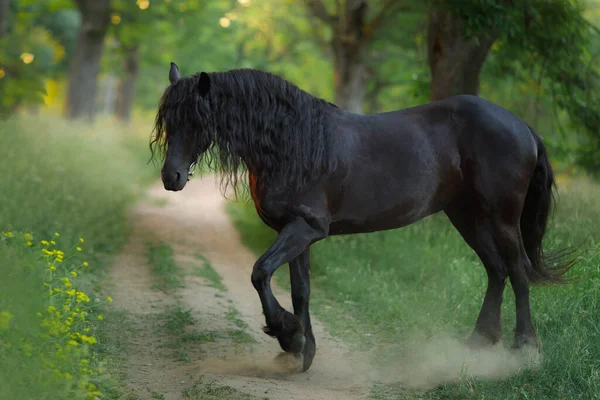 Konia Zachodzie Słońca Piękny Czarny Fryz Polu Słońcu — Zdjęcie stockowe