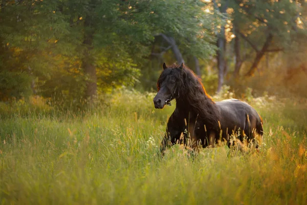 Лошадь Закате Красивый Черный Луч Поле Солнцем — стоковое фото