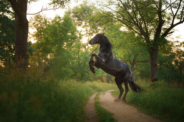 Horse Sunset Beautiful Black Frieze Field Sun — Stock Photo, Image