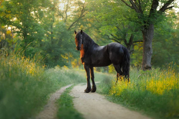 Лошадь Закате Красивый Черный Луч Поле Солнцем — стоковое фото