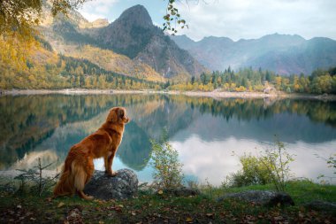 Sonbaharda bir dağ gölünde köpek. Bir evcil hayvanla seyahat etmek. Kırmızı Nova Scotia Duck Tolling Retriever doğa arka planında