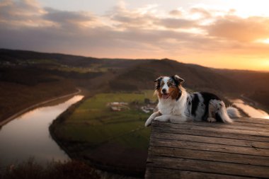  Gün batımında köpek. Evcil bir hayvanla yürü. Avustralya çobanı doğada, güzel bir manzaraya bak. 