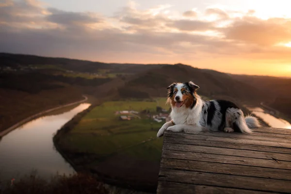 Hund Bei Sonnenuntergang Spaziergang Mit Einem Haustier Australian Shepherd Der — Stockfoto