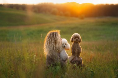 Kadın ve iki köpek gün batımında bir tarlada. Evcil hayvanla yürüyorum. Oyuncak ve küçük kaniş